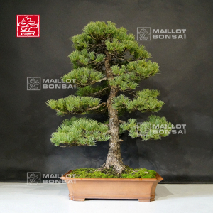 pinus-parviflora-ref-18120191