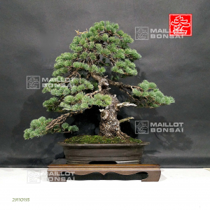 pinus-pentaphylla-ref-29110193