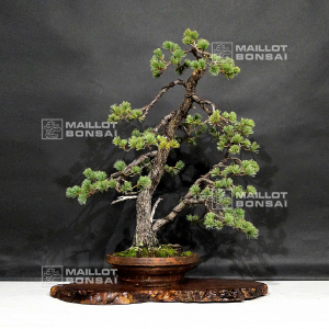 pinus-pentaphylla-ref-29110194