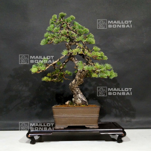 VENDU Pinus pentaphylla ref 29110195