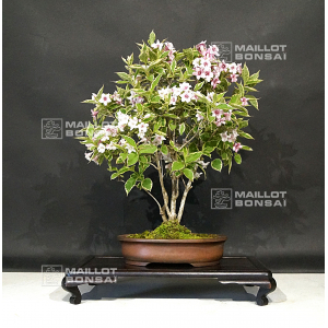 vendu-weigelia-floribunda-ref-27050192