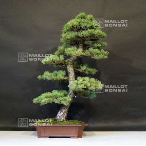 vendu-pinus-pentaphylla-ref-13090191