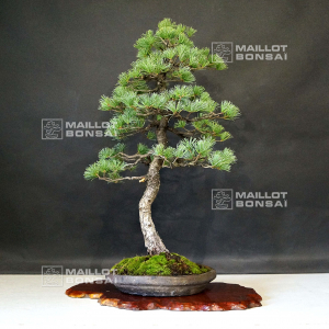 pinus-pentaphylla-ref-13090195