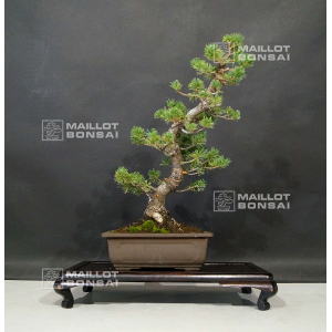 VENDU Pinus pentaphylla zuisho ref:13090197