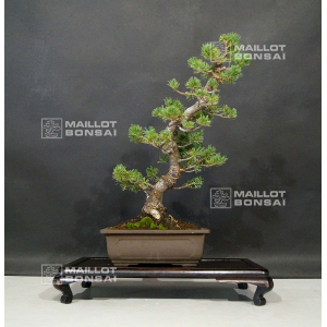 vendu-pinus-pentaphylla-zuisho-ref-13090197