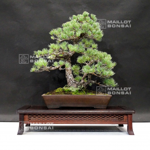 vendu-pinus-pentaphylla-ref-130901910