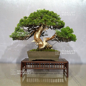 vendu-juniperus-chinensis-itoigawa-ref-10100191