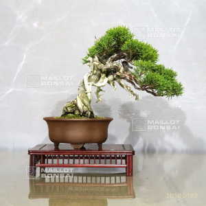 vendu-juniperus-chinensis-itoigawa-ref-10100192