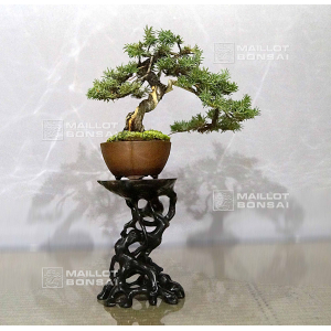 vendu-juniperus-rigida-ref-10100193