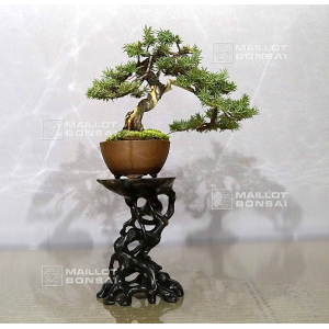 VENDU juniperus rigida ref 10100193