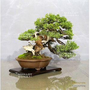 vendu-juniperus-chinensis-itoigawa-ref-18050184