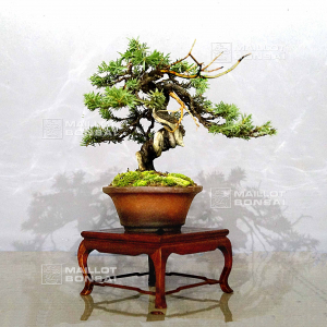 vendu-juniperus-rigida-ref-10100195