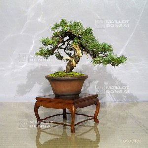 juniperus-rigida-ref-10100196