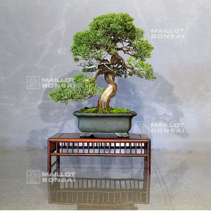 vendu-juniperus-chinensis-itoigawa-ref-10100197