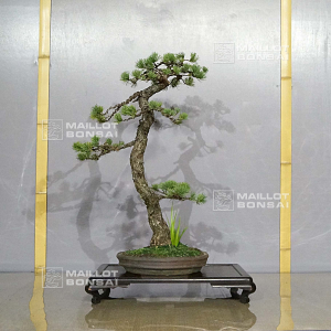 vendu-pinus-pentaphylla-ref-19070199