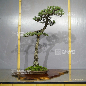 VENDU Pinus pentaphylla ref 19070191