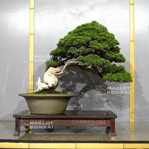 vendu-juniperus-chinensis-itoigawa-ref-10100198