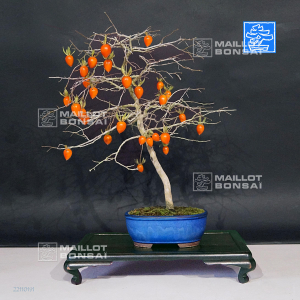 diospyros-kaki-ref-22110191