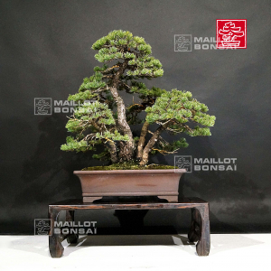 VENDU Pinus pentaphylla ref:22110194