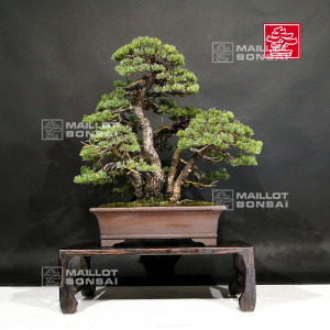 pinus-pentaphylla-ref-22110194