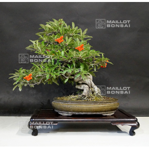 vendu-pyracantha-angustifolia-ref-10100181