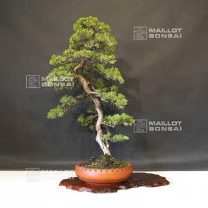 juniperus-chinensis-itoigawa-ref-16090191