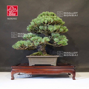 vendu-pinus-pentaphylla-nasu-goyo-ref-16090192