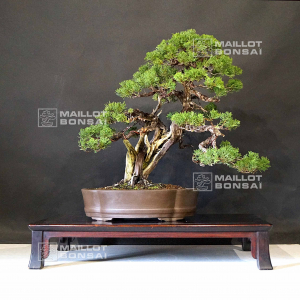 juniperus-chinensis-itoigawa-ref-16090193