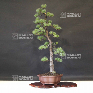 pinus-pentaphylla-ref-16090194