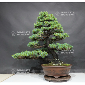 vendu-pinus-pentaphylla-ref-16090195