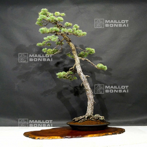 pinus-pentaphylla-ref-16090196