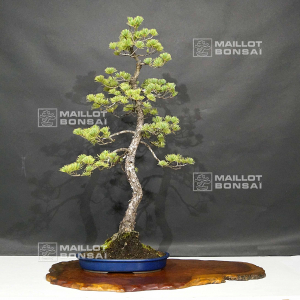 vendu-pinus-pentaphylla-ref-16090197