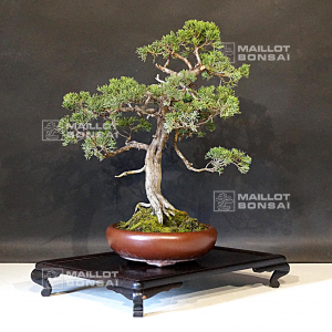 vendu-juniperus-chinensis-itoigawa-ref-18090191