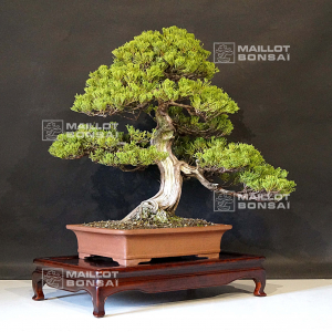 vendu-juniperus-chinensis-itoigawa-ref-18090192