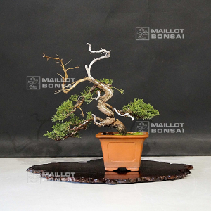 vendu-juniperus-chinensis-itoigawa-ref-18090194