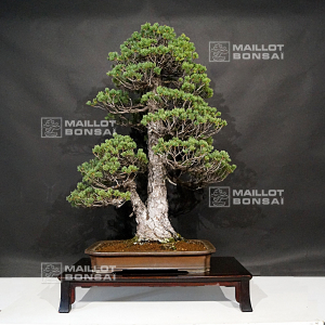 pinus-pentaphylla-variete-zuisho-18090198