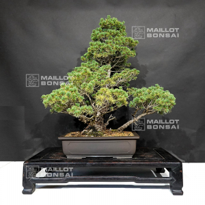 pinus-pentaphylla-variete-zuisho-18090199