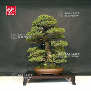 pinus-pentaphylla-variete-kokonoe-18120192