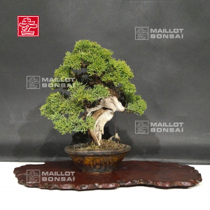 vendu-juniperus-chinensis-itoigawa-ref-18120194