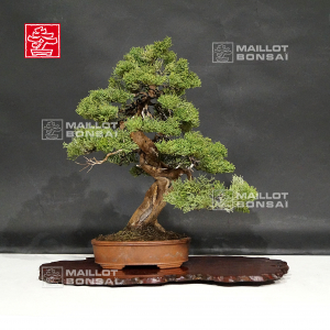 VENDU Juniperus chinensis itoigawa ref :18120195