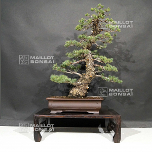 vendu-pinus-pentaphylla-kokonoe-ref-29110197