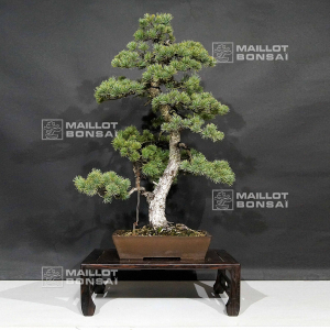 vendu-pinus-pentaphylla-ref-06030193