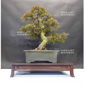rhododendron-l-osakazuki-ref-4040203