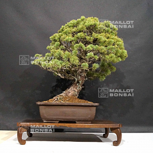 vendu-pinus-pentaphylla-19040206