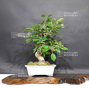 vendu-malus-haliana-ref-30040203