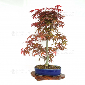 acer-palmatum-deshojo-ref-30040204