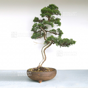 vendu-juniperus-chinensis-itoigawa-ref-01050202