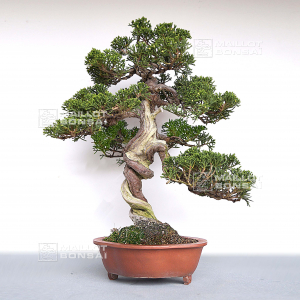 vendu-juniperus-chinensis-itoigawa-ref-01050203