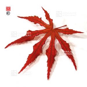 acer-palmatum-mikazuki