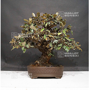 vendu-eleagnus-pungens-19040201